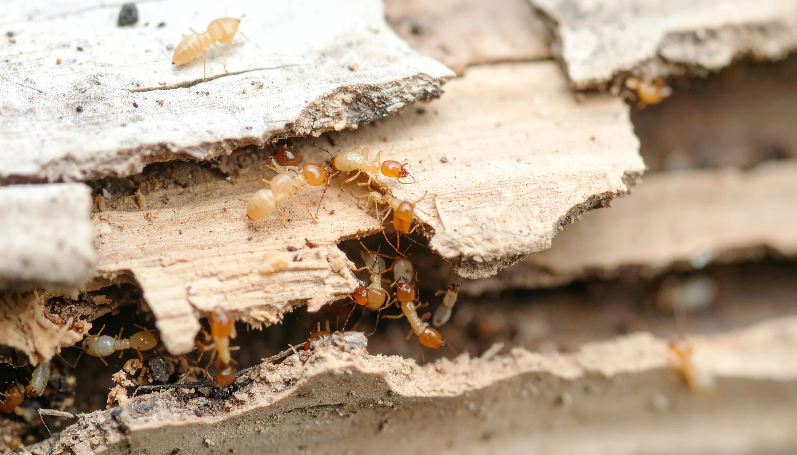 Macro photo of termites moving through dry rotting wood fibers.